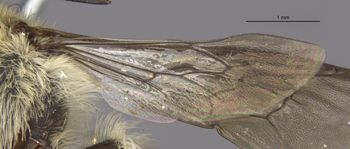 Media type: image;   Entomology 27431 Aspect: Wing hind